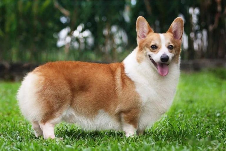 Five common diseases of Corgi dogs and solutions