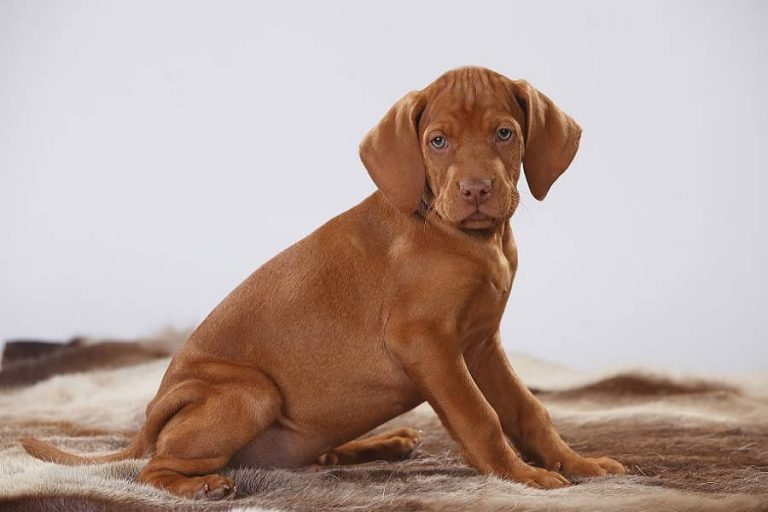 Methods of training Vizsla dogs