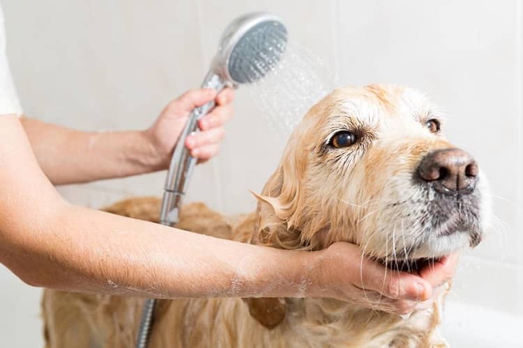 Five steps to teach you how to bathe your dog