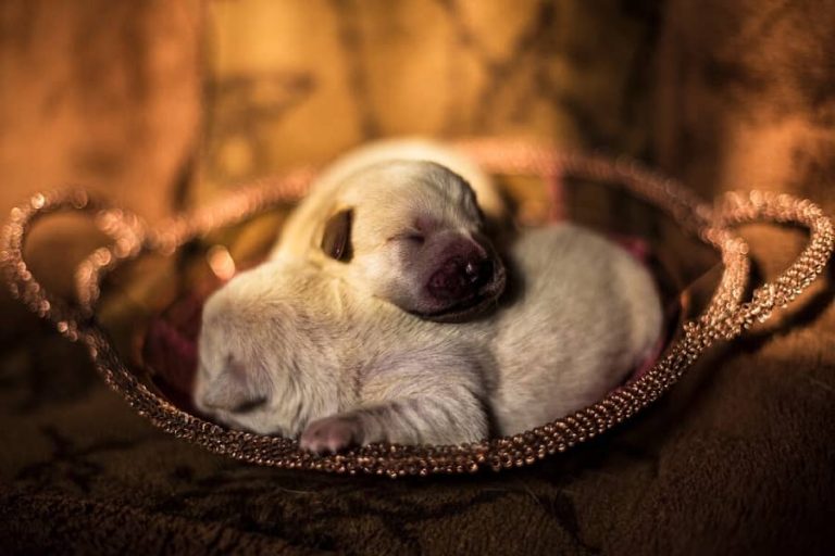 How many days can the newborn puppy open his eyes