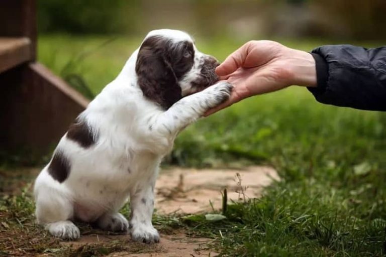 How to train dogs to sit down