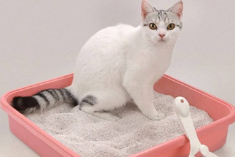 10 scientific cat training methods to raise cute cats