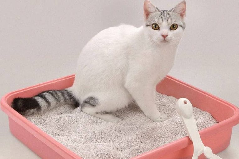 10 scientific cat training methods to raise cute cats