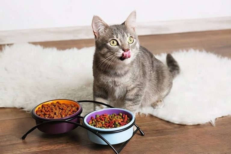 Signs of indigestion in cats