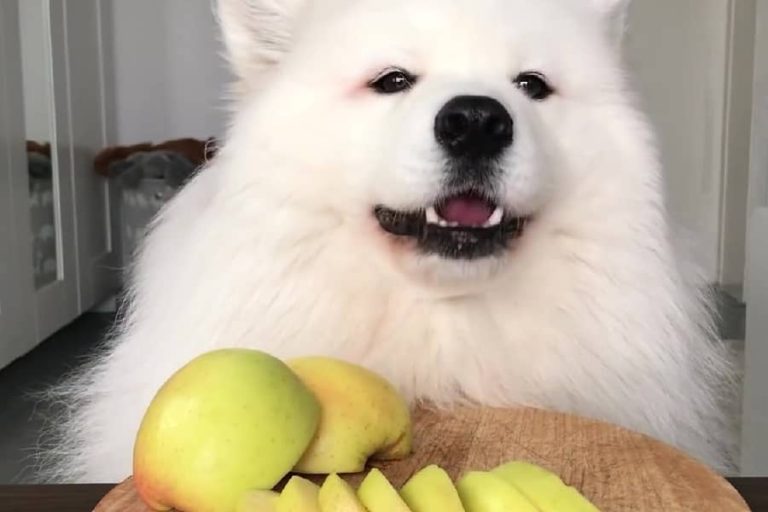 Can dogs eat apples