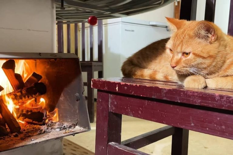 Can Cats See Fire?
