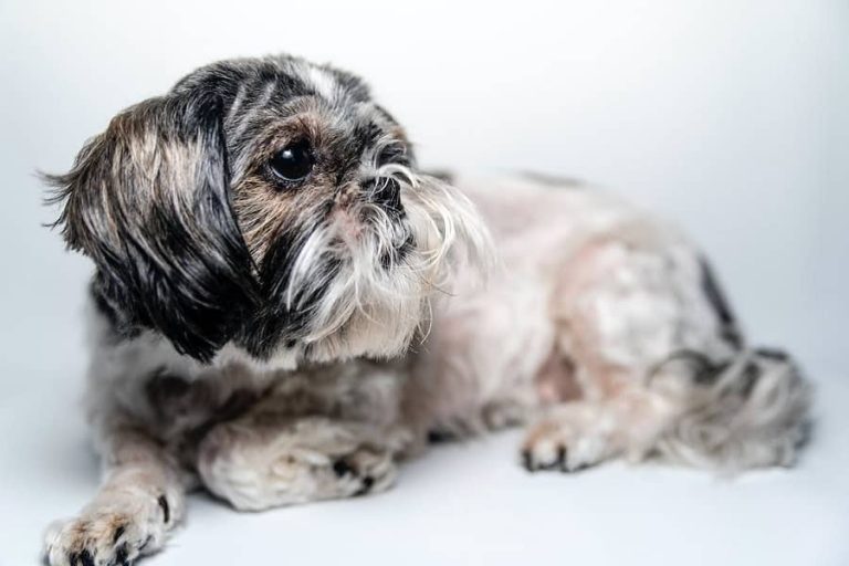 Why Shih Tzu Are The Worst Dog?