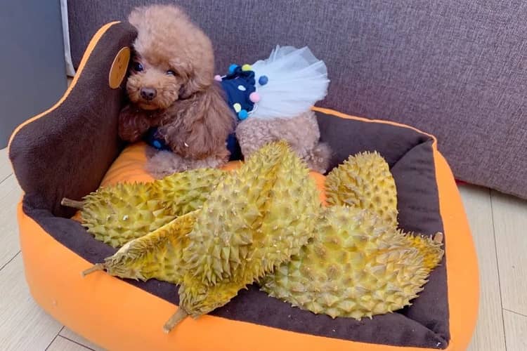 Why Durian is not suitable for Dogs