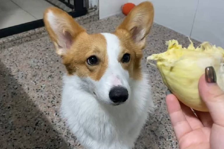 Can Dogs Eat Durian?