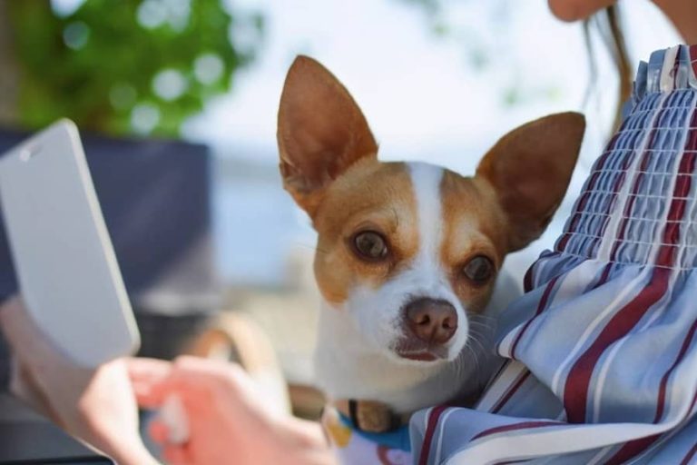 Why Do Dogs Like to Be Petted?